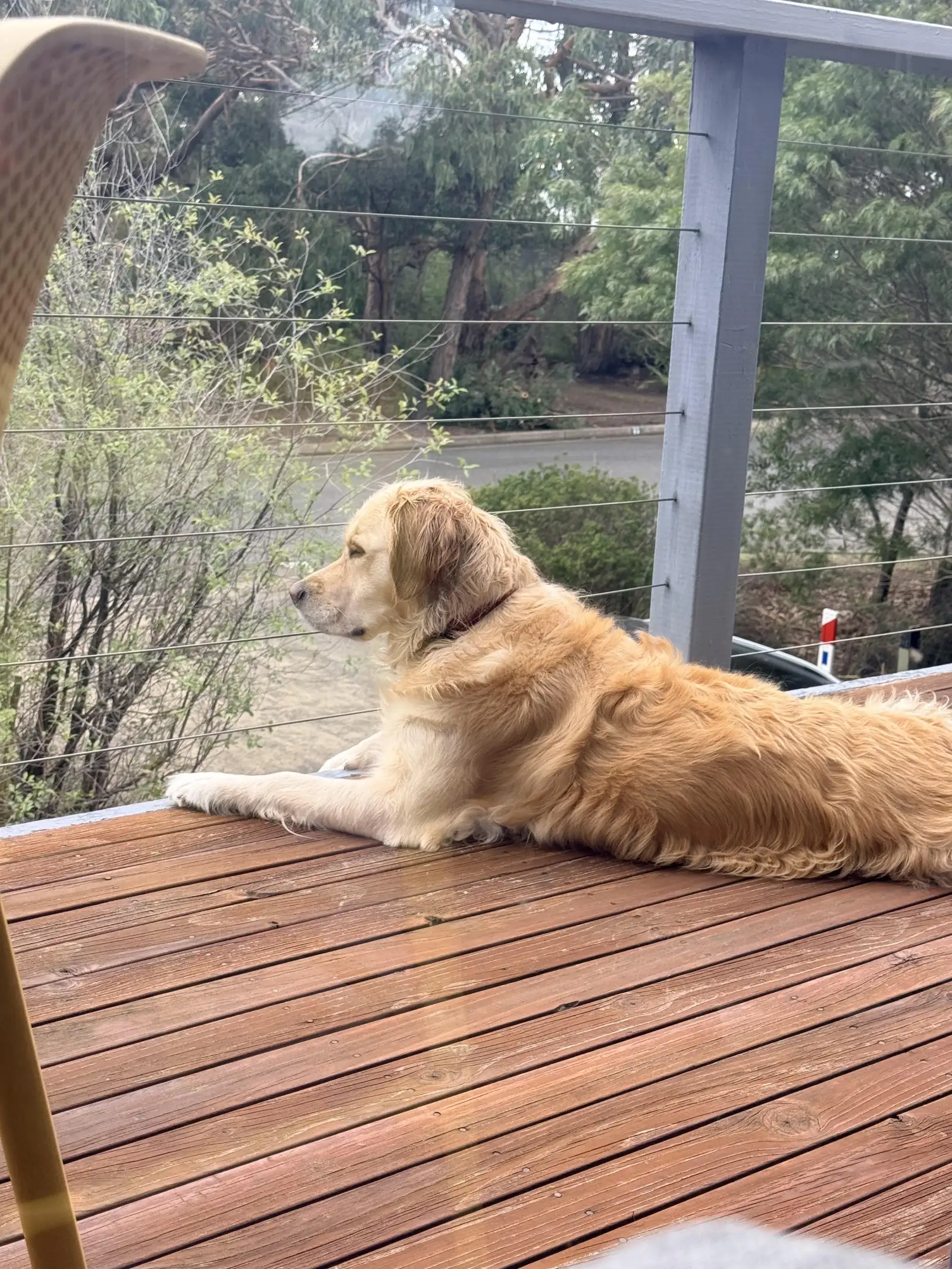 Sadie the golden retriever lying on the timber deck